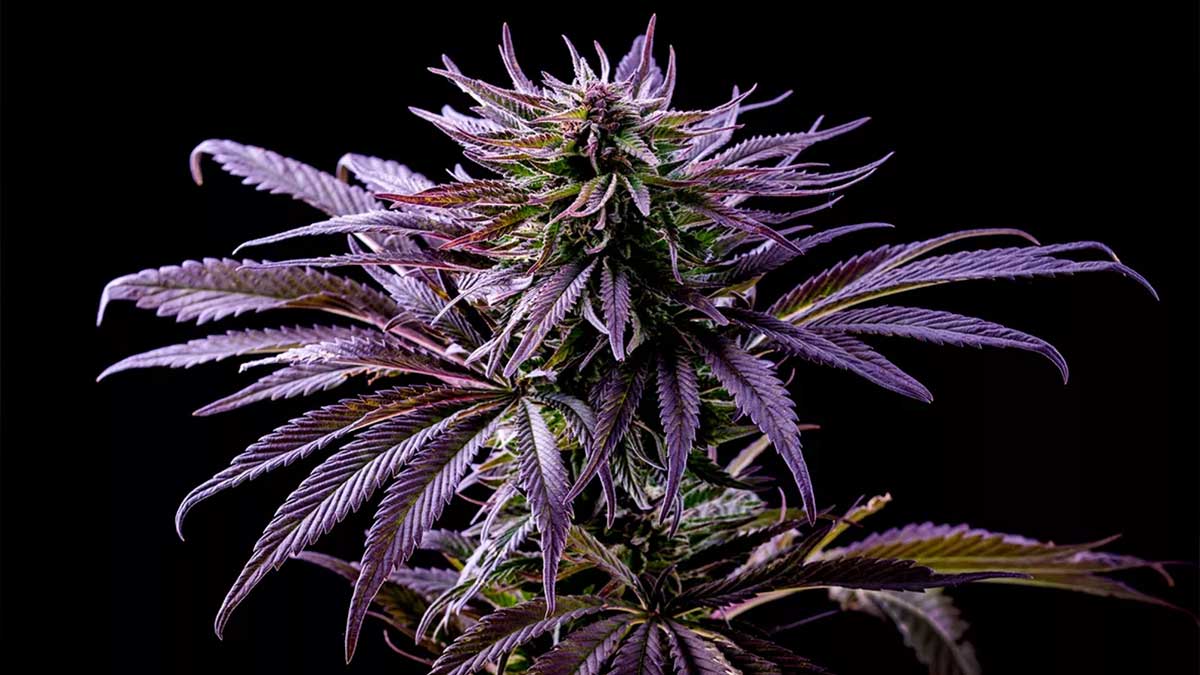 Purple Weed Could Help Save California Pot Farms From Infectious Pathogen