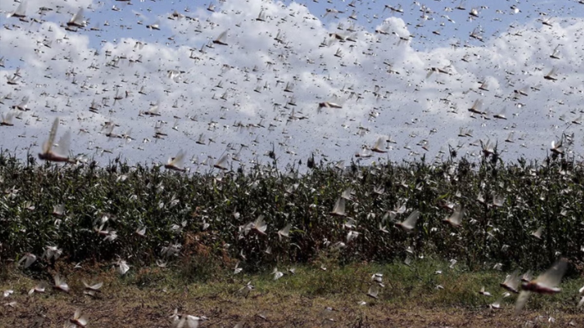 A Plague of Grasshoppers Is Destroying Colorado's Cannabis Crops