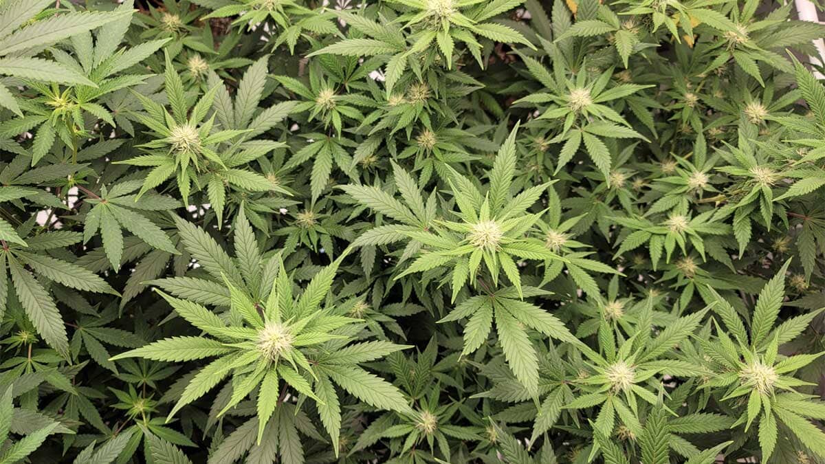 Texas Lawmakers Are Considering Nearly Two Dozen Marijuana And Hemp Bills This Legislative Session