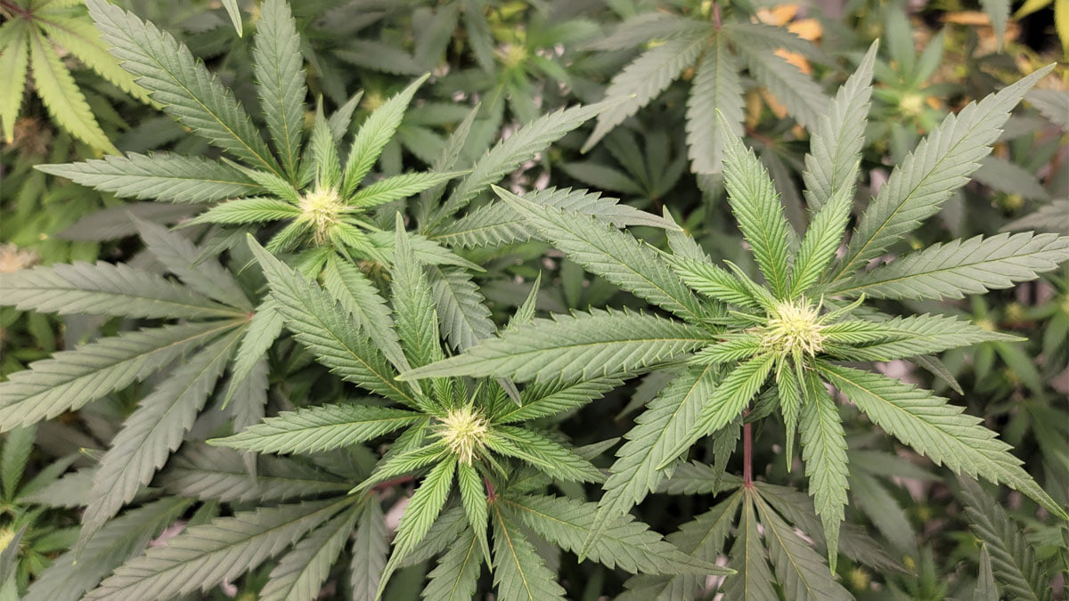 Majority Of Utah Voters Support Legalizing Marijuana, Poll Finds As GOP Leader Downplays Reform Prospects