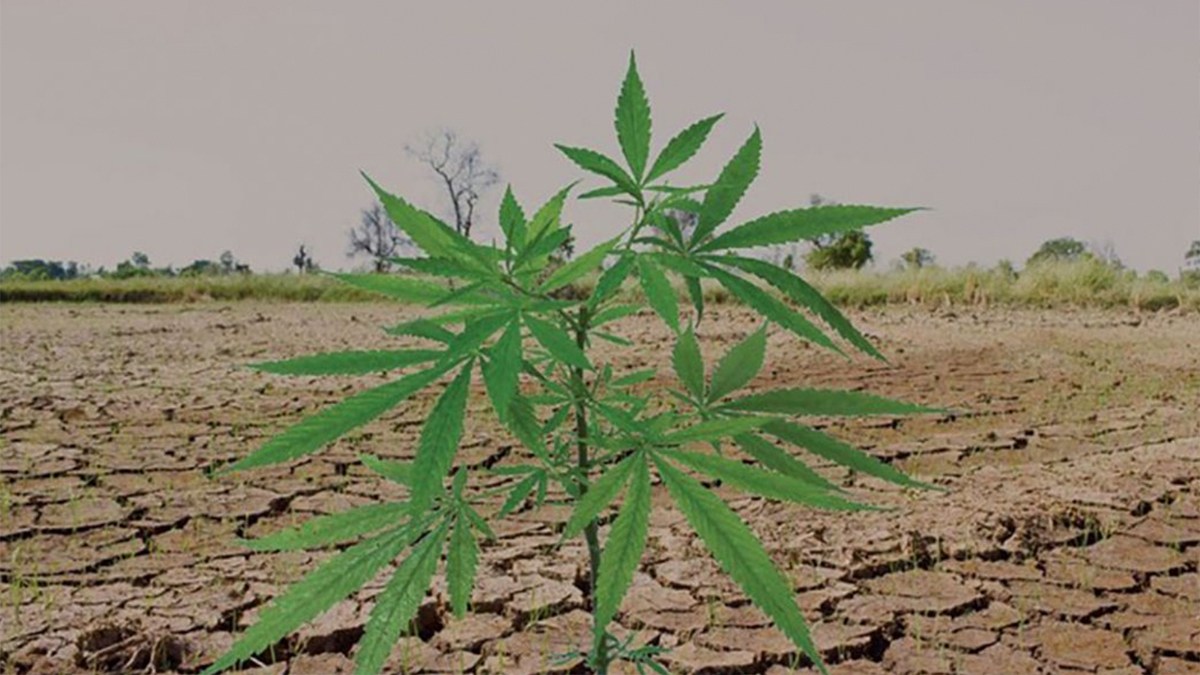 California Cannabis Farmers Are Left Out of State's Proposed Drought Plan